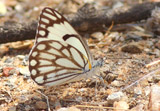 Belenois aurota